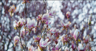 The beauty of flowers.